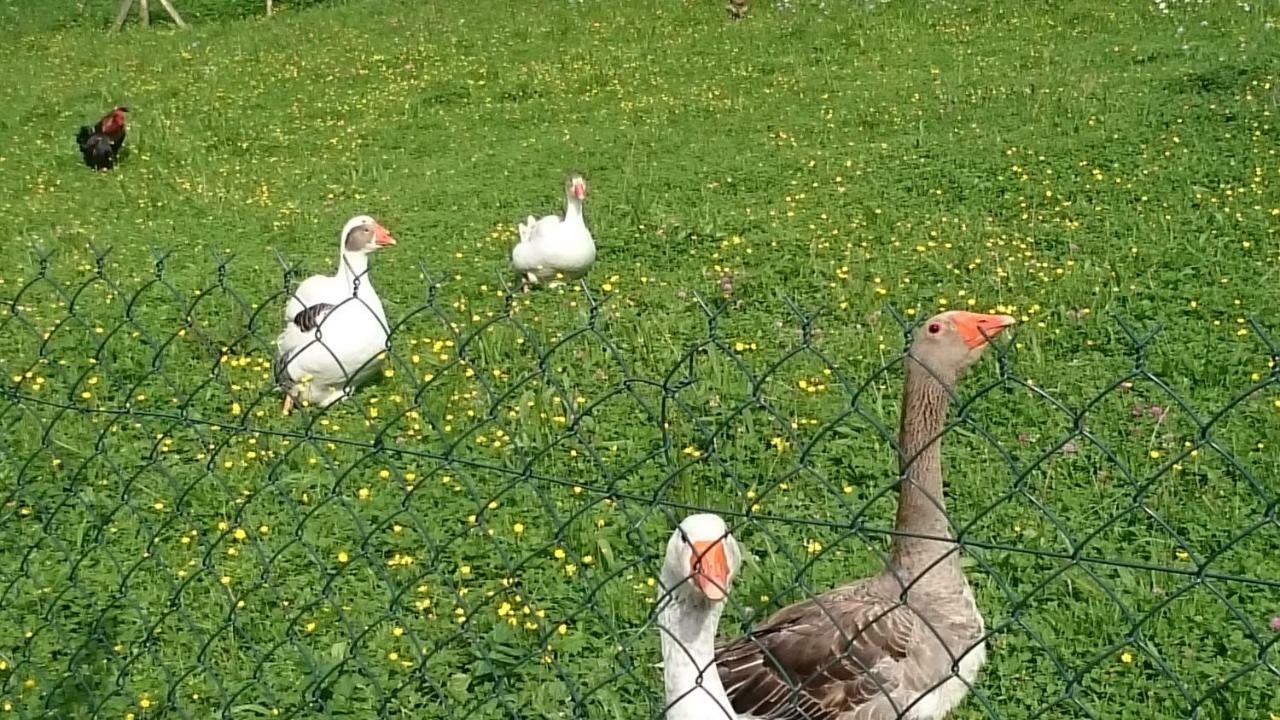Ferme Familiale Chez Lili Βίλα Alex Εξωτερικό φωτογραφία